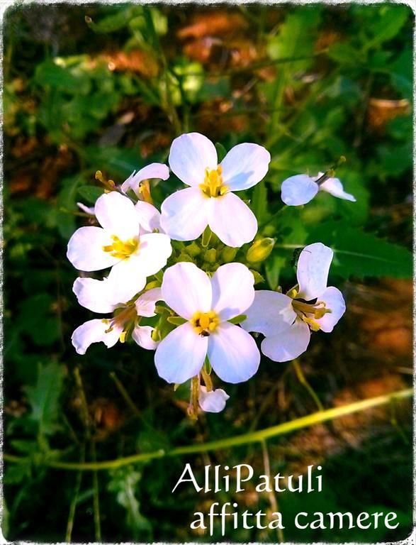 Allipatuli * Gallipoli